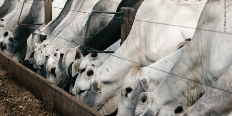 ALTO GRÃO: ESTRATÉGIA SISTÊMICA E DE OPORTUNIDADE