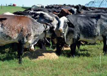 Tecnologia e estratégias genéticas como o cruzamento melhoram produtividade e baixa performance reprodutiva do rebanho leiteiro