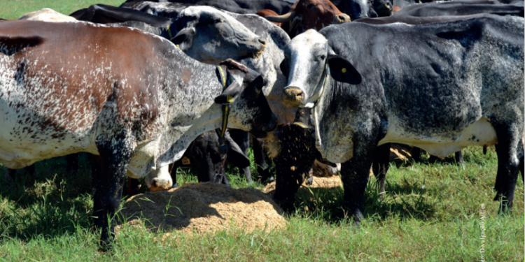 Tecnologia e estratégias genéticas como o cruzamento melhoram produtividade e baixa performance reprodutiva do rebanho leiteiro