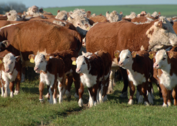 Ferramentas de multiplicação genética abrem espaço para matrizes Hereford e Braford superiores