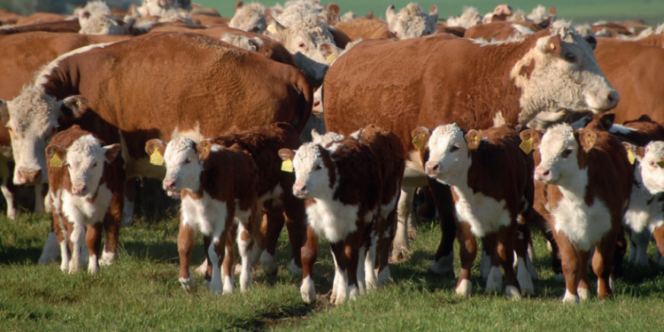 Ferramentas de multiplicação genética abrem espaço para matrizes Hereford e Braford superiores
