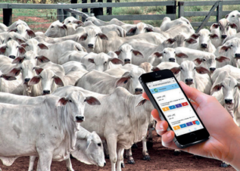 MONTA NATURAL OU IATF, O QUE VAI SER NA PRÓXIMA ESTAÇÃO DE MONTA?