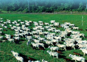 Fertilidade do touro impacta sobre número de bezerros nascidos