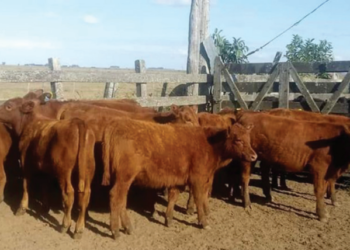 LIÇÕES E APRENDIZADOS VIRTUAIS