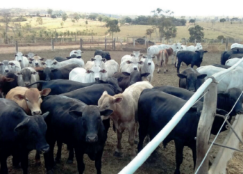 Relação entre quantidade e qualidade nutricional definirá aproveitamento do potencial de conversão gerado pela acelerada curva de crescimento da recria
