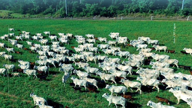 Fertilidade do touro impacta sobre número de bezerros nascidos