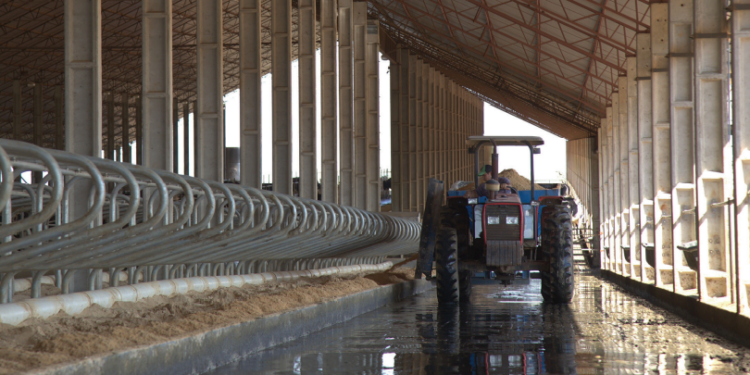 Sistema de gestão comportamental potencializa eficiência, produtividade e rentabilidade das propriedades leiteiras