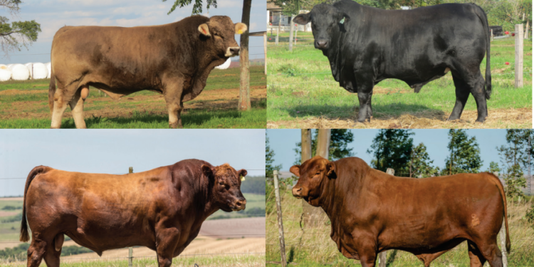 COMPREI UM TOURO NO MERCADO LIVRE