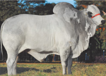 Tecnologia de embriões acelera pressão de seleção