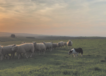 O MELHOR AMIGO DO CRIADOR
