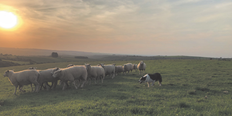 O MELHOR AMIGO DO CRIADOR