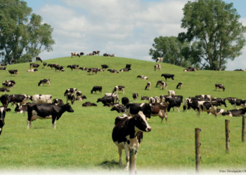 IATF permite ao criador distribuir produção leiteira ao longo do ano, reduz a perda de animais e facilita a formação de lotes homogêneos