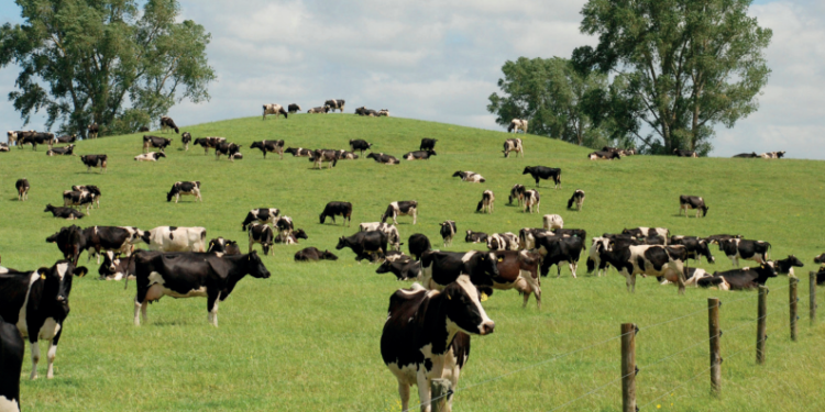 IATF permite ao criador distribuir produção leiteira ao longo do ano, reduz a perda de animais e facilita a formação de lotes homogêneos