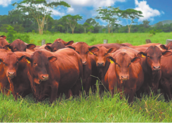 TOUROS RENOVADOS PARA A LIDA