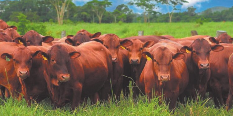 TOUROS RENOVADOS PARA A LIDA