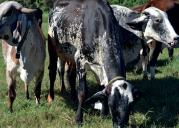 Tecnologia e estratégias genéticas como o cruzamento melhoram produtividade e baixa performance reprodutiva do rebanho leiteiro