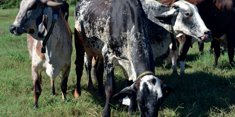 Tecnologia e estratégias genéticas como o cruzamento melhoram produtividade e baixa performance reprodutiva do rebanho leiteiro