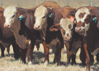 Tecnificação da pecuária muda perfil de compradores, vendedores e da produção de touros