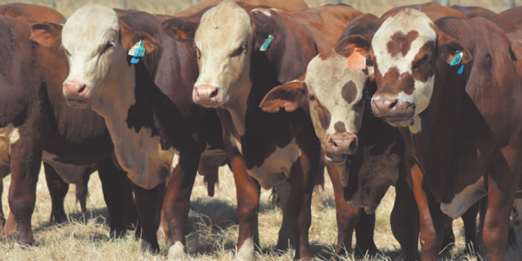 Tecnificação da pecuária muda perfil de compradores, vendedores e da produção de touros