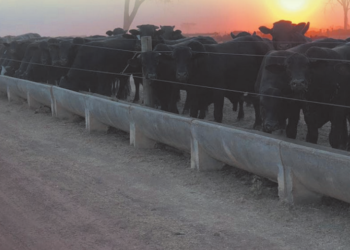 Aditivos alternativos potencializam metabolismo intestinal do gado, diminuem resistências microbianas e reduzem impactos ambientais