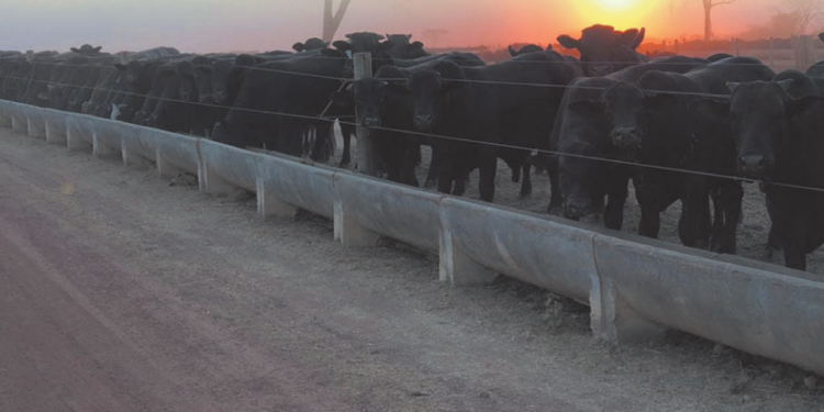 Aditivos alternativos potencializam metabolismo intestinal do gado, diminuem resistências microbianas e reduzem impactos ambientais