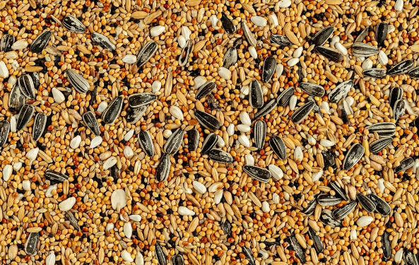 MERCADO ILEGAL DE SEMENTES FORRAGEIRAS: PERDA PARA TODA A CADEIA