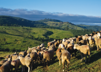 TRADIÇÃO E INOVAÇÃO NA PRODUÇÃO DE CORDEIRO