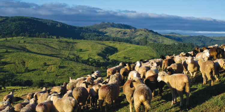 TRADIÇÃO E INOVAÇÃO NA PRODUÇÃO DE CORDEIRO