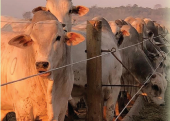 Aditivos alternativos potencializam metabolismo intestinal do gado, diminuem resistências microbianas e reduzem impactos ambientais