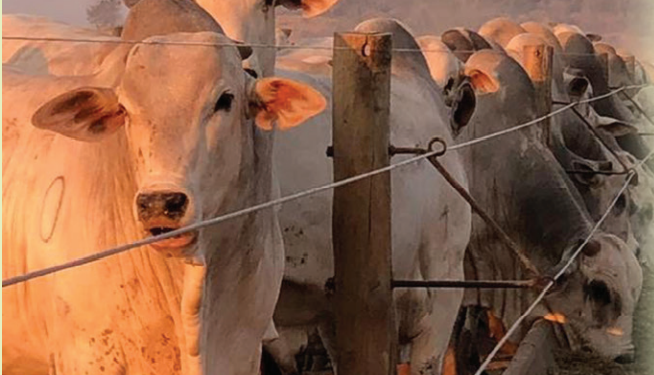 Aditivos alternativos potencializam metabolismo intestinal do gado, diminuem resistências microbianas e reduzem impactos ambientais