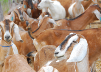 Ferramenta digital criada pela Embrapa Caprinos e Ovinos auxilia no estabelecimento de estratégias para prevenção, tratamento e controle de doenças