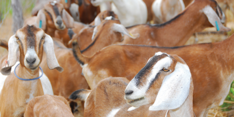 Ferramenta digital criada pela Embrapa Caprinos e Ovinos auxilia no estabelecimento de estratégias para prevenção, tratamento e controle de doenças