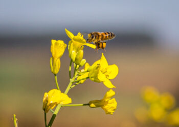 Produção e preservação em harmonia