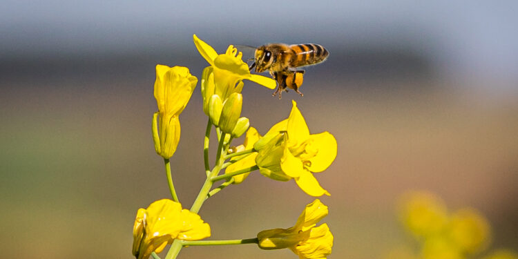 Produção e preservação em harmonia