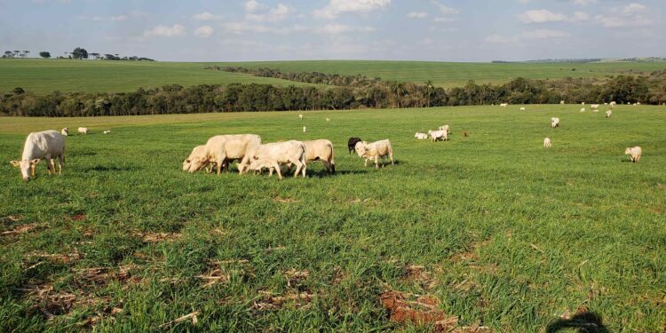Adubar a cultura da vez ou adubar o sistema?