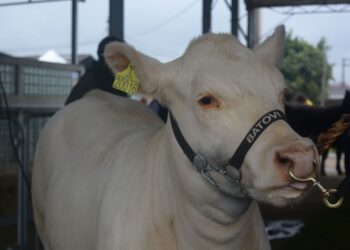 REDEMOINHO DE PELOS: O QUE TÊM A VER COM TEMPERAMENTO?