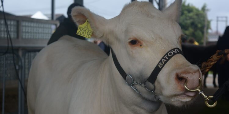 REDEMOINHO DE PELOS: O QUE TÊM A VER COM TEMPERAMENTO?