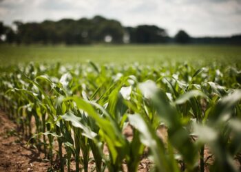 ESG: iniciativas para geração de valor no agro