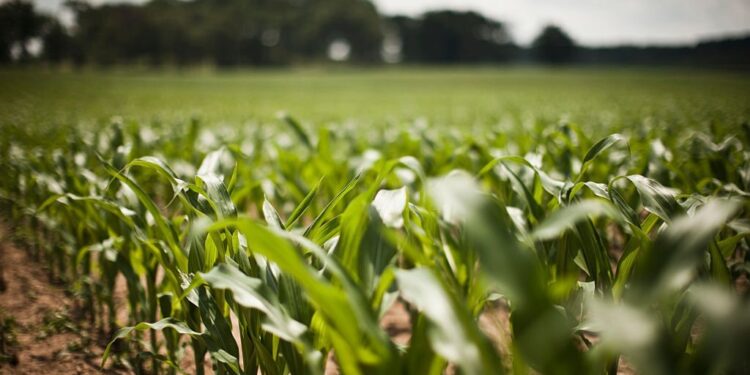 ESG: iniciativas para geração de valor no agro