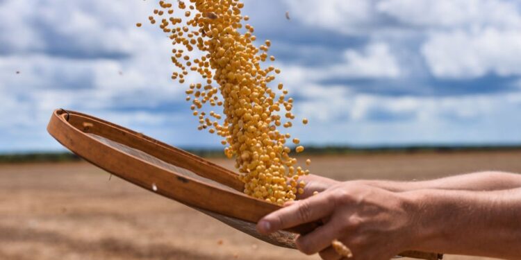 Recordes serão consequência de lavouras saudáveis