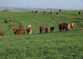CALCULE A CAPACIDADE, O CONSUMO E A EFICIÊNCIA DE PASTEJO
