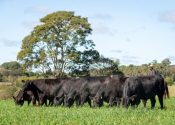 Angus rentável e sustentável