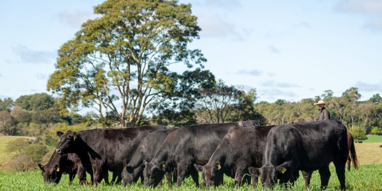 Angus rentável e sustentável