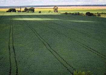 Riscos para a próxima safra