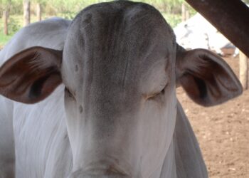 DA SÉRIE: DILEMAS DO NELORE DO SÉCULO XXI