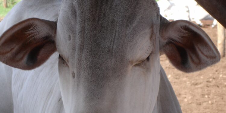 DA SÉRIE: DILEMAS DO NELORE DO SÉCULO XXI