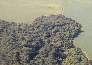 A COP26 e a contribuição da agropecuária brasileira
