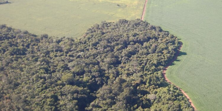 A COP26 e a contribuição da agropecuária brasileira