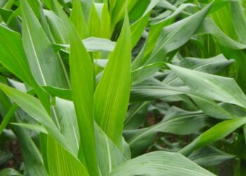 Segunda safra em alto nível de produtividade