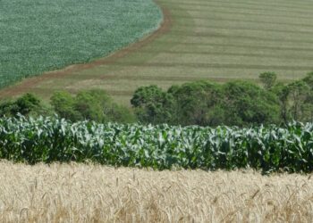 Diversificar é preciso